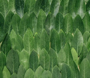 green leaves put on to a flat surface