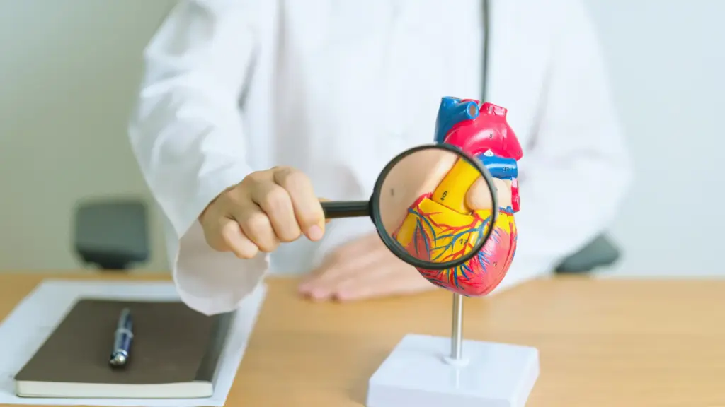 partiqlar - Heart model with magnifying glass