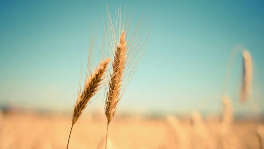 partiqlar - rye plant in the fields