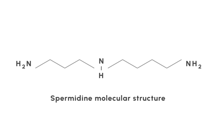 spermidine molecular structure