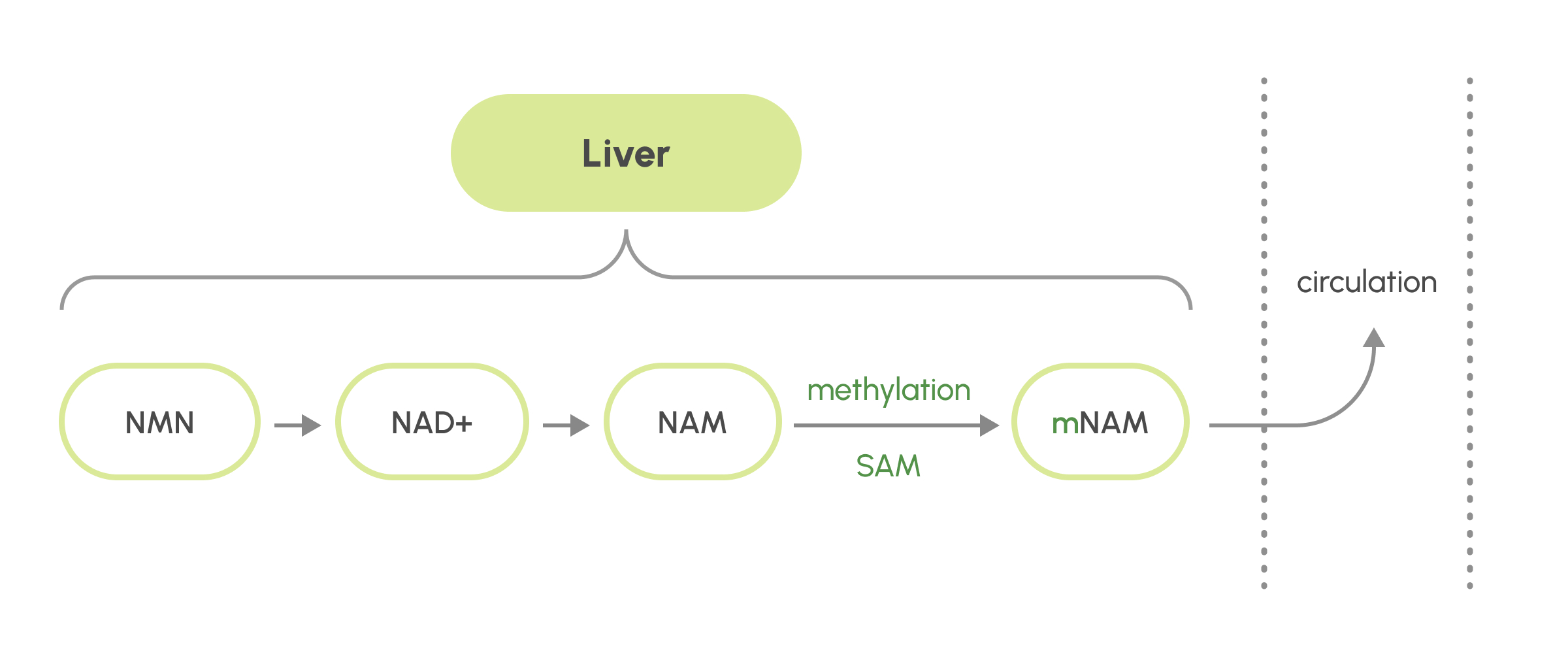 tmg in healthy aging science