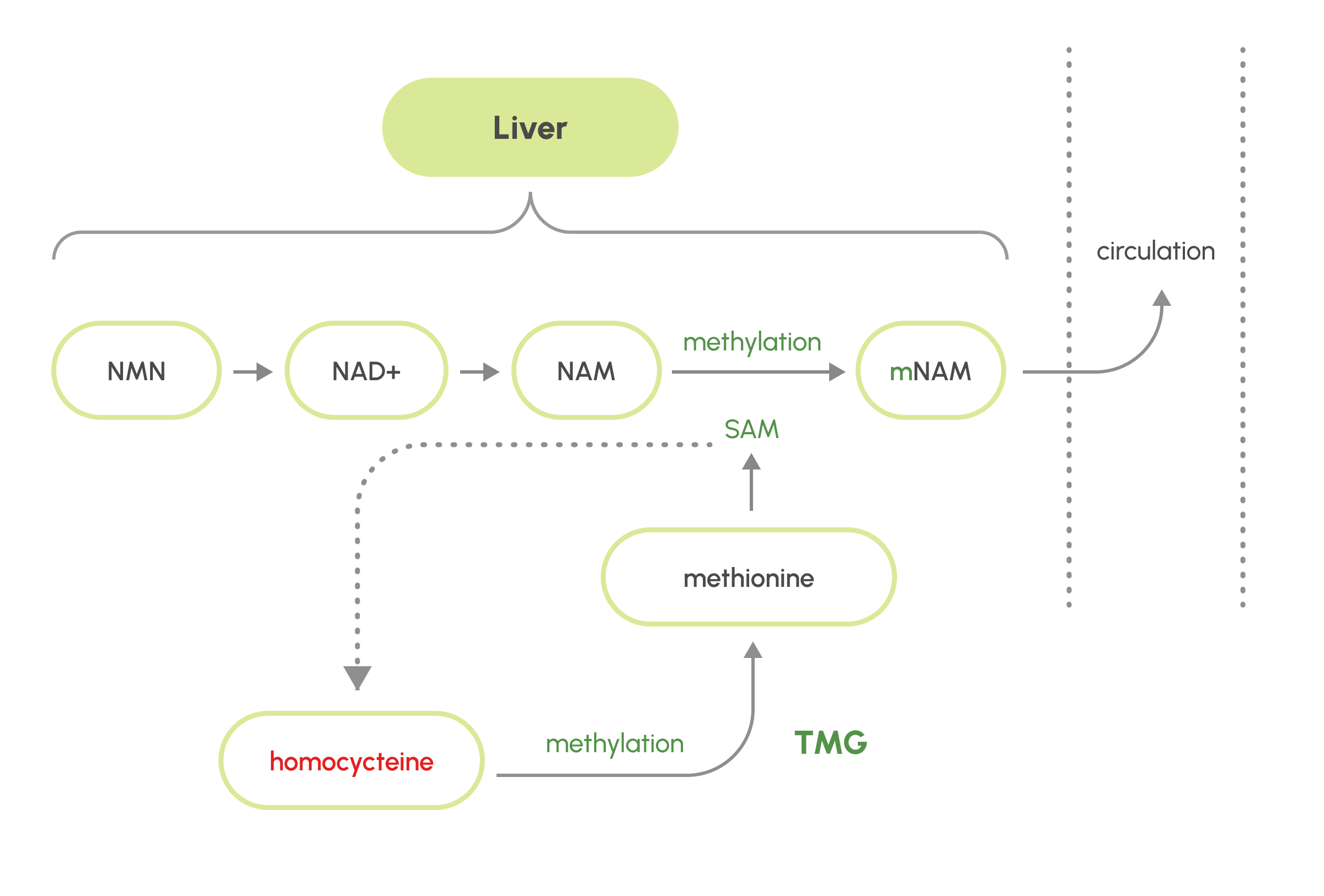 nmn nad + nam graph