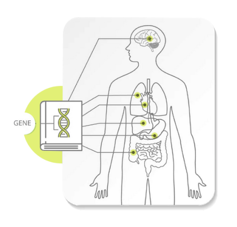 gene working schematics